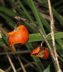 Solanum capsicoides