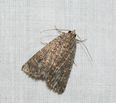 Hypoperigea tonsa