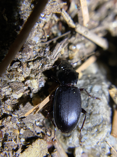 iNaturalist observation photo of Blackclock Ground Beetles