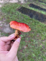 Hortiboletus rubellus