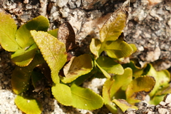 Asplenium obtusatum