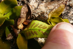 Asplenium obtusatum