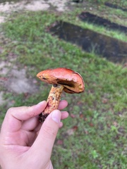 Hortiboletus rubellus