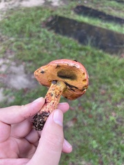 Hortiboletus rubellus