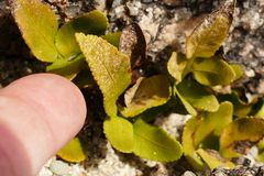Asplenium obtusatum