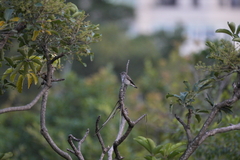 Muscicapa griseisticta