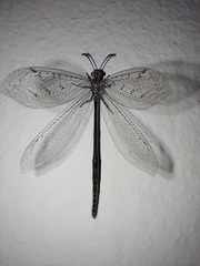 Myrmeleontidae