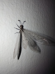 Myrmeleontidae