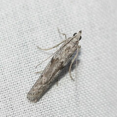 Pyraloidea