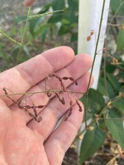Desmodium tortuosum