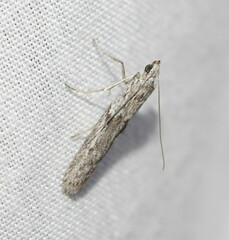 Pyraloidea