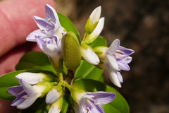 Veronica elliptica