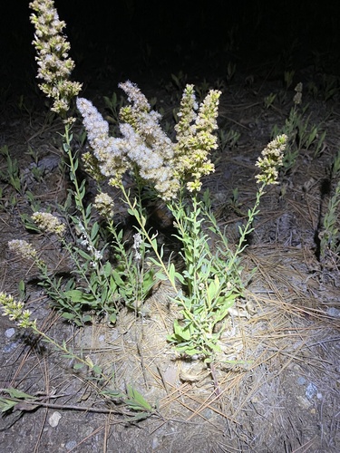iNaturalist observation photo of velvety goldenrod