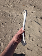 Pelecanus occidentalis