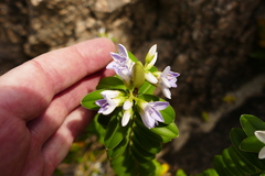 Veronica elliptica
