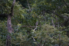 Muscicapa griseisticta