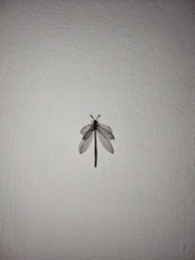 Myrmeleontidae