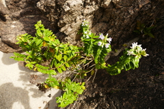 Veronica elliptica