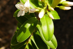Veronica elliptica