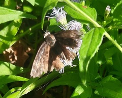 Erynnis funeralis