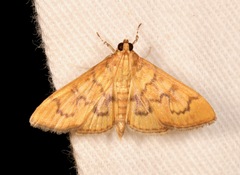 Psara dryalis