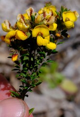 Aotus ericoides