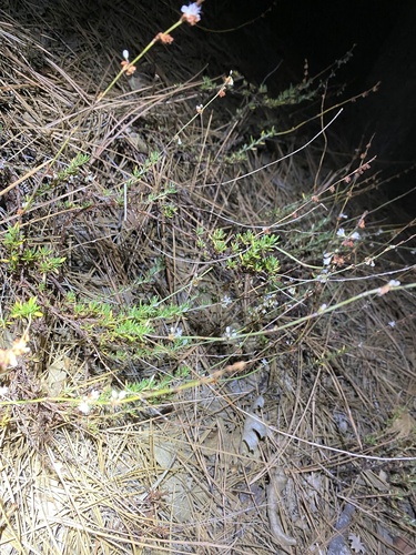 iNaturalist observation photo of Wright's buckwheat