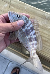 Orthopristis chrysoptera