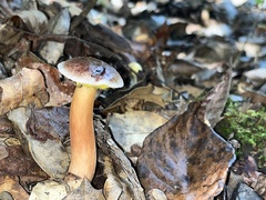 Aureoboletus auriporus