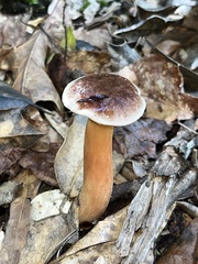 Aureoboletus auriporus