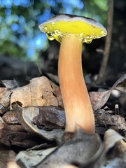 Aureoboletus auriporus