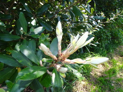 Pittosporum ralphii