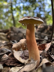Aureoboletus auriporus