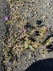 Centaurea calcitrapa