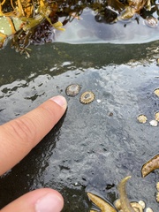 Testudinalia testudinalis