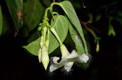 Echites panduratus