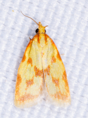 Sparganothis sulfureana