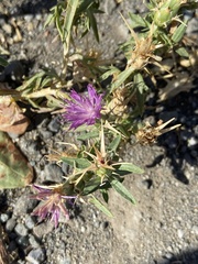 Centaurea calcitrapa