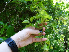 Muehlenbeckia australis