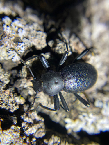 iNaturalist observation photo of California Broad-necked Darkling Beetle
