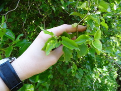 Muehlenbeckia australis