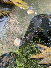 Testudinalia testudinalis