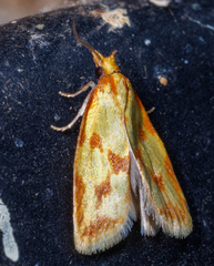 Sparganothis sulfureana