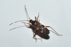 Ligyrocoris