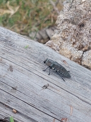 Lampetis auropunctata