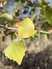 Pemphigus obesinymphae