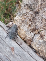 Lampetis auropunctata