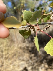 Pemphigus obesinymphae