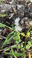 Tremella