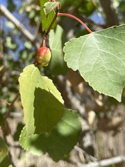 Pemphigus obesinymphae